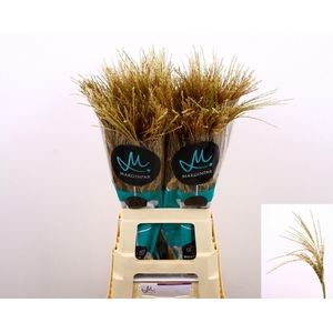 MISCANTHUS SINENSIS WHITE CLOUD