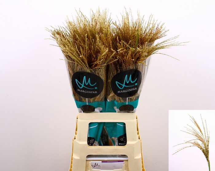 <h4>MISCANTHUS SINENSIS WHITE CLOUD</h4>