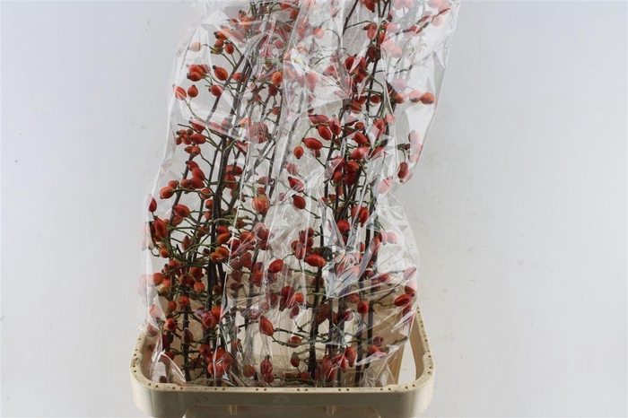 <h4>Rosa Zaffiro</h4>