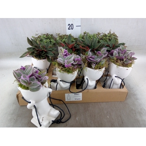 Arr.   Kamerplant Groen L%