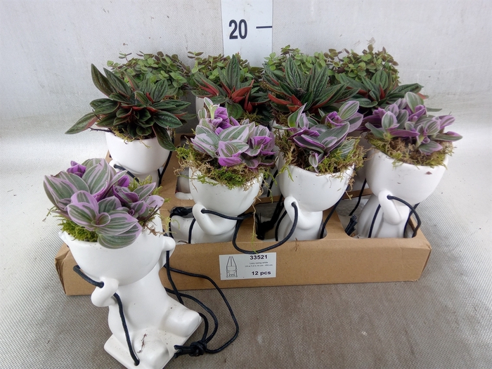 <h4>Arr.   Kamerplant Groen L%</h4>