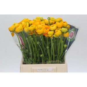 Ranunculus Charm Yellow