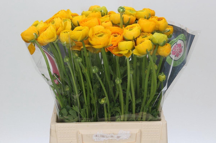 <h4>Ranunculus Charm Yellow</h4>