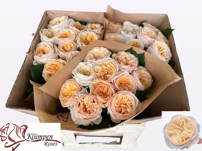 <h4>R Gr Freya Gardens Kluempen</h4>