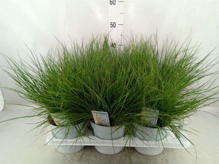 <h4>Pennisetum alopec. 'Little Bunny'</h4>