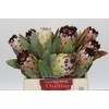Protea Barbigera Snow Princess