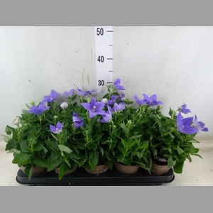 Platycodon grand. 'Astra Blue'