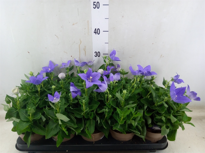 <h4>Platycodon grand. 'Astra Blue'</h4>