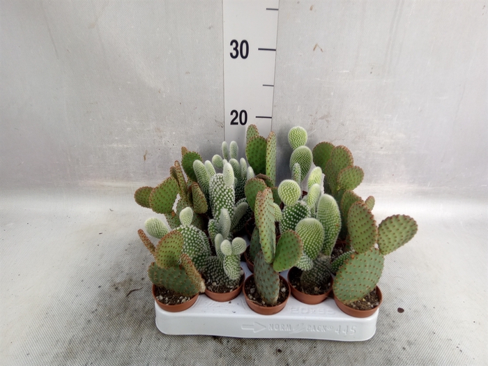 <h4>Opuntia microdasys</h4>