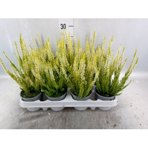 Calluna vulg. 'Beauty L Agneta'