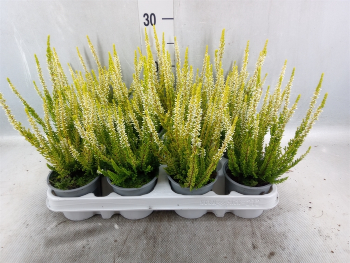 <h4>Calluna vulg. 'Beauty L Agneta'</h4>