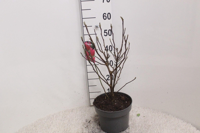 <h4>Magnolia 'Susan' P23 H60 potgedrukt</h4>