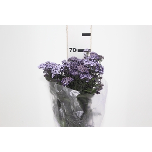 ACHILLEA LILAS