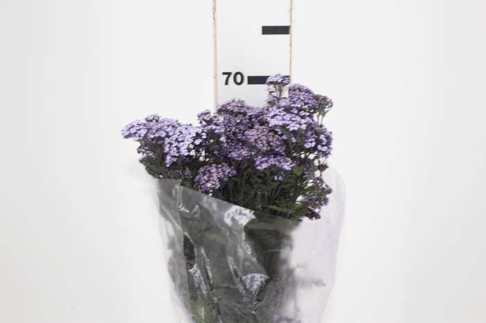 <h4>ACHILLEA LILAS</h4>