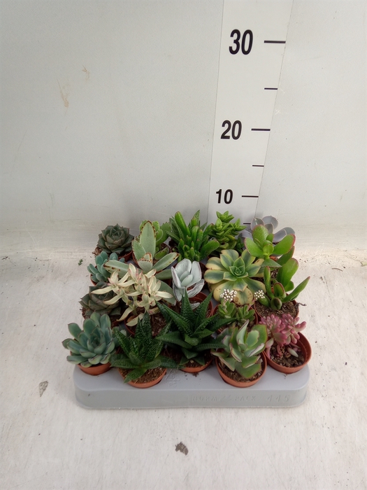 <h4>Succulents   ...</h4>