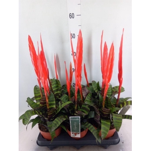 Vriesea  'Era'