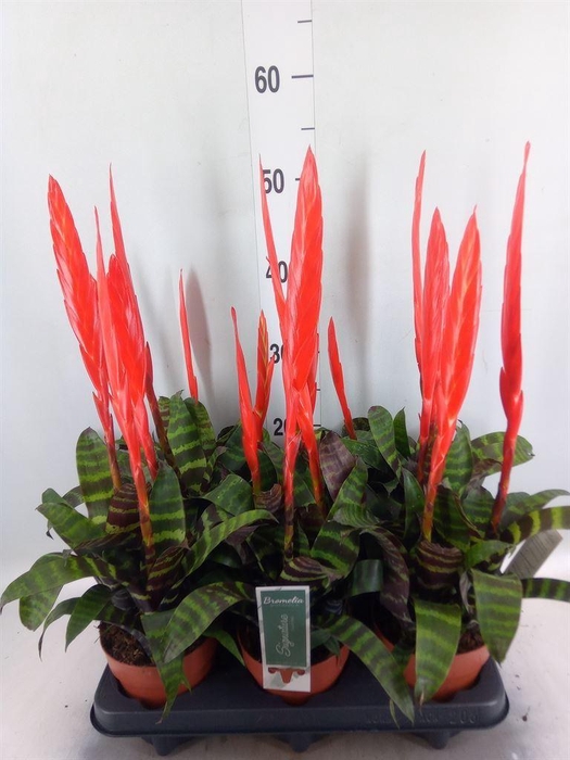 <h4>Vriesea  'Era'</h4>