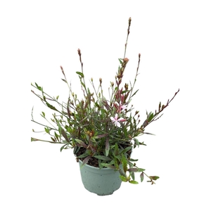 Gaura Gaudi Light Pink