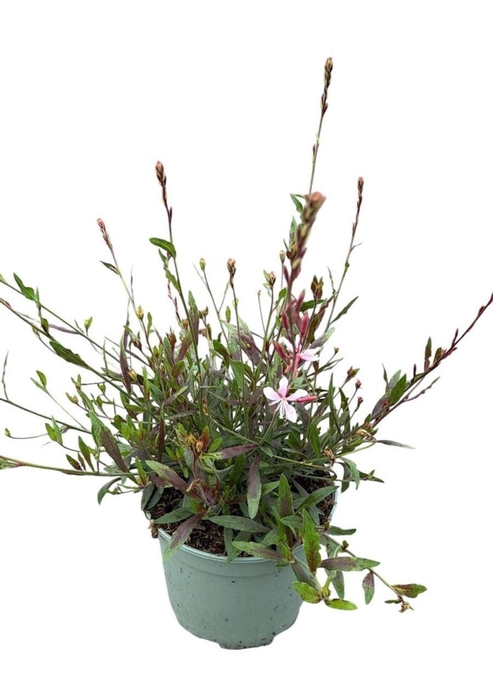<h4>Gaura Gaudi Light Pink</h4>