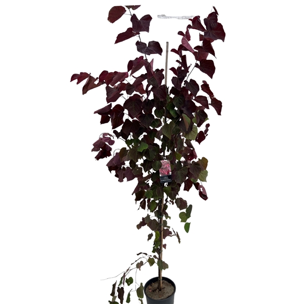 <h4>cercis can. Forest Pansy 175-200 cm geveerd</h4>