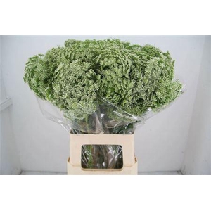 Ammi Vis Casablanca 70cm