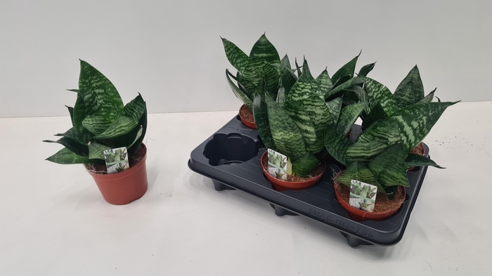 <h4>SANSEV HAHNII</h4>