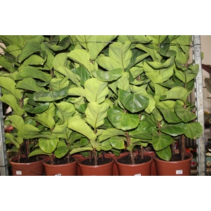 FICUS LYRATA BAMBINO P24 COMPACTO