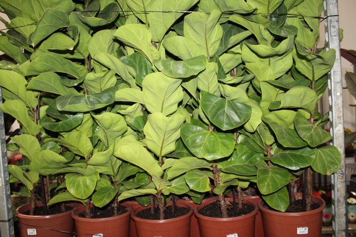 <h4>FICUS LYRATA BAMBINO P24 COMPACTO</h4>