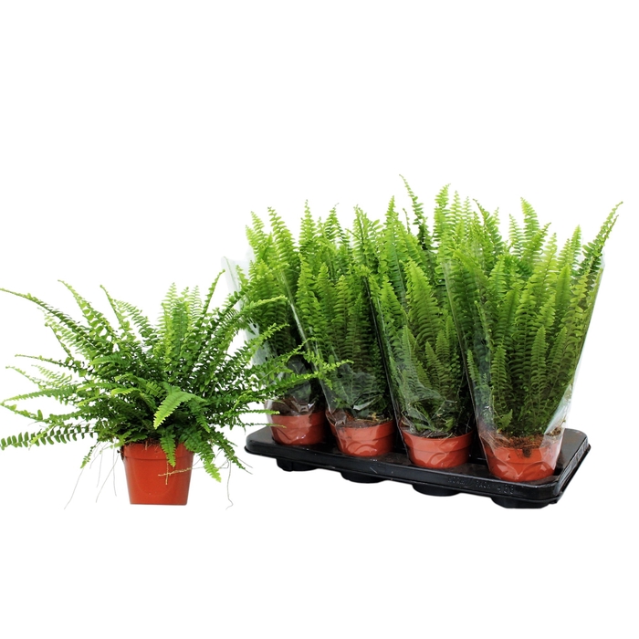 <h4>NEPHR EX GREEN LADY</h4>