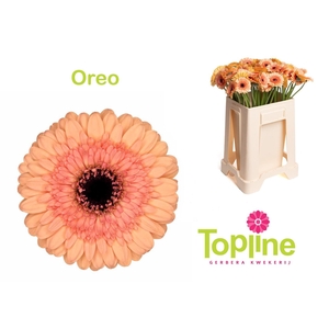 GE MI OREO