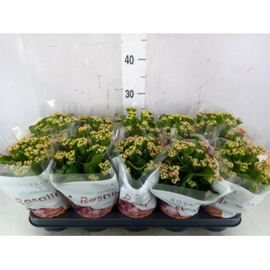 Kalanchoe blos. 'RosDon Nando'