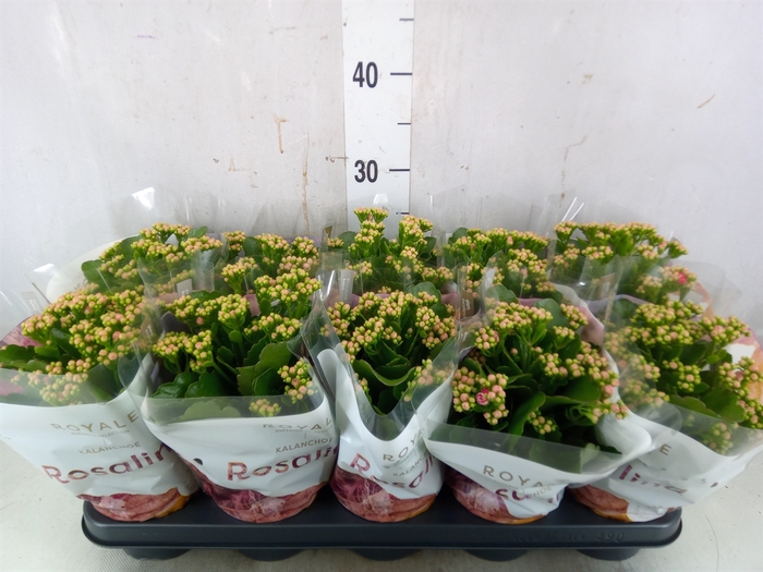<h4>Kalanchoe blos. 'RosDon Nando'</h4>