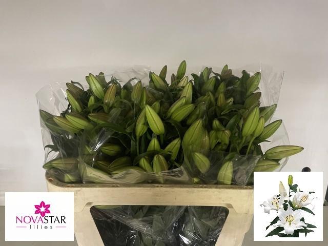 <h4>LI OT FOREVER</h4>