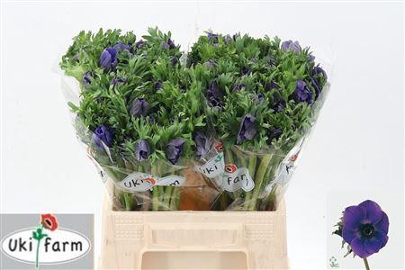 <h4>ANEM CO GALIL BLAUW</h4>