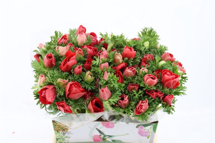 <h4>Anem Marianne Red</h4>