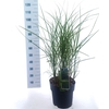 Miscanthus sinensis Gracillimus