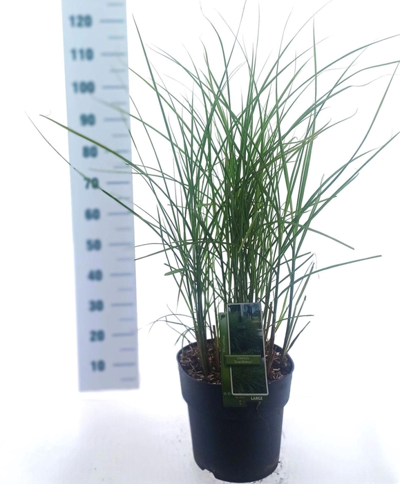Miscanthus sinensis Gracillimus
