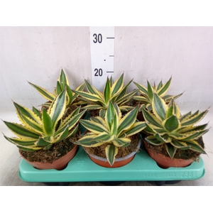 Agave   ...