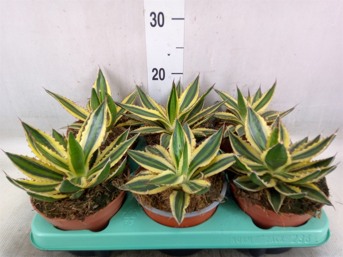 <h4>Agave   ...</h4>