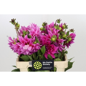 Dahlia Cafe Au Lait Rose
