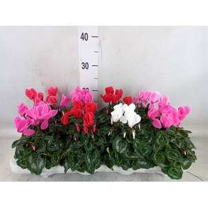 Cyclamen MD 'Allure'