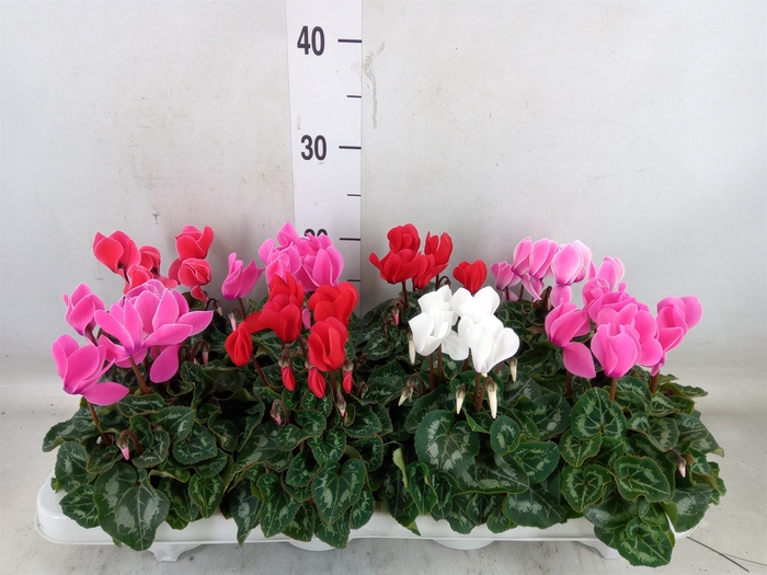 <h4>Cyclamen MD 'Allure'</h4>