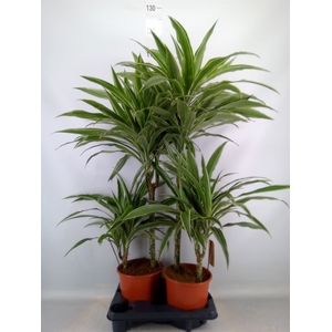 Dracaena fr de 'White Stripe'