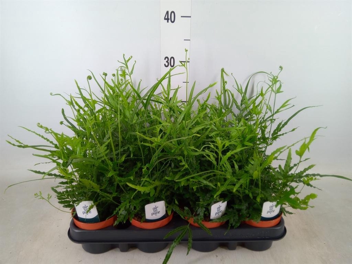 <h4>Pteris ensiformis</h4>