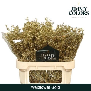 Waxflower Premium L80 Goud