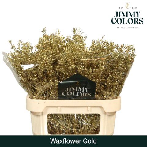 <h4>Waxflower premium L80 Gold</h4>