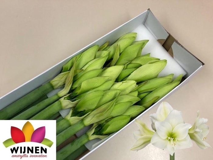 <h4>HIPP GA ALBARINO</h4>