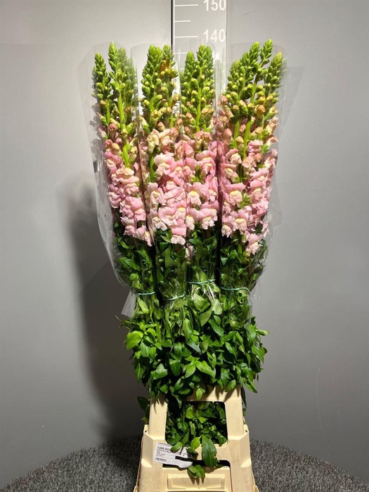 <h4>Antir Antibes L Pink</h4>