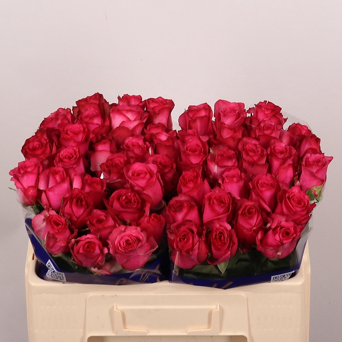 <h4>R GR PALOMA ROYALE</h4>