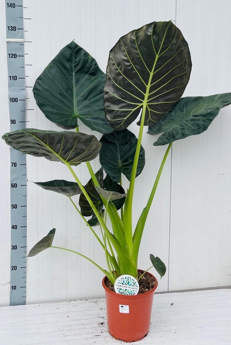 <h4>ALOC REGAL SHIELDS</h4>